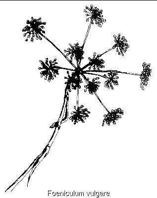 Foeniculum vulgare