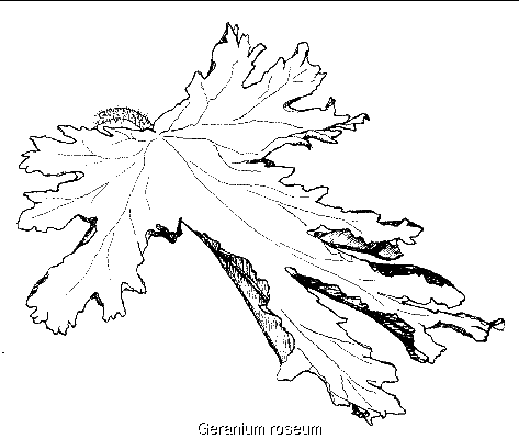 Geranium roseum