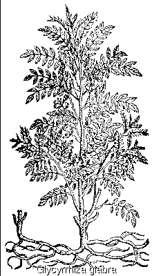 Glycyrrhiza glabra