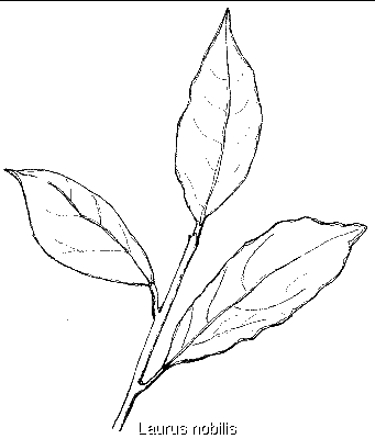 Laurus nobilis