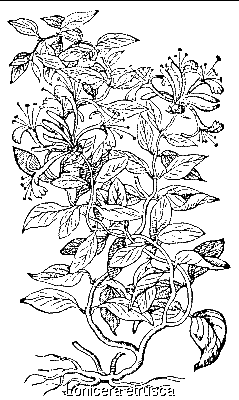 Lonicera etrusca