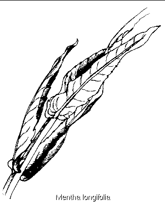 Mentha longifolia ssp cyprica