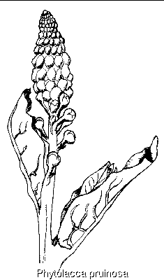 Phytolacca pruinosa