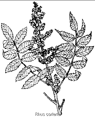 Rhus coriaria