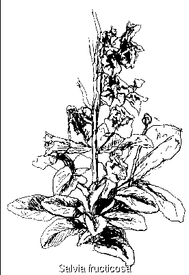 Salvia fruticosa