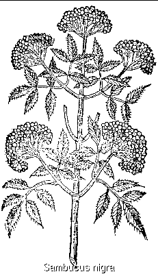 Sambucus nigra