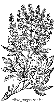 Vitex  agnus-castus